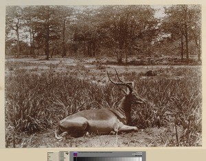 Eland, , Blantyre, Malawi, ca.1925