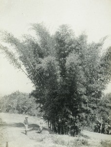 Bamboos at Zomba, Malawi, ca. 1914-1918