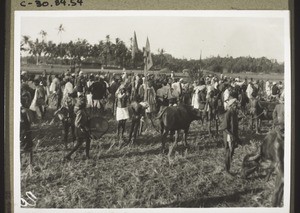 Buffalo races, Basrur