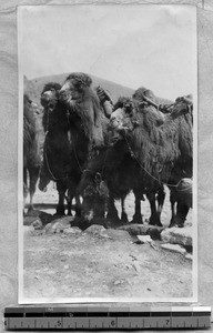 Camels ready for riding, Fenyang, Shanxi, China, ca.1924