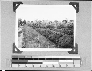 Cultivating a field, Ipanya, Tanzania, 1936