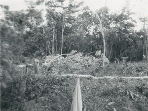 Felling of trees, in Gabon