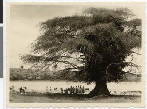 Sacred sacrifice tree at Lake Kilole, Ethiopia