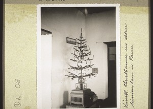 Artificial christmas tree in the old mission house in Pamu