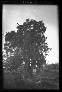 Tree, Mozambique, ca. 1933-1939