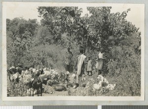 Goat herders, Chogoria, Kenya, ca.1930