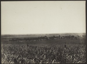 Blick auf Col. Ing. S. Ana Cosecha 1919