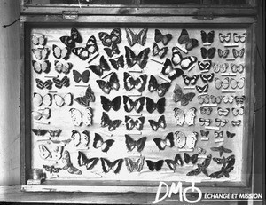 Collection of butterflies, Mozambique, ca. 1896-1911