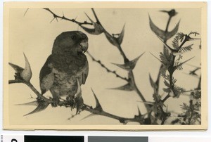 Bushveld parrot, South Africa