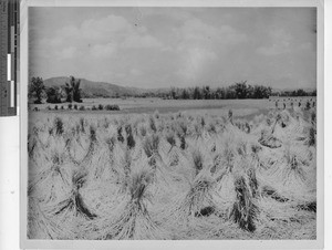 Rice ready to be harvested at Meixien, China, 1949