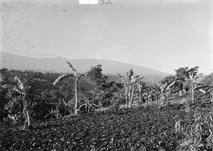 Field with banana plants, Tanzania, ca.1893-1920