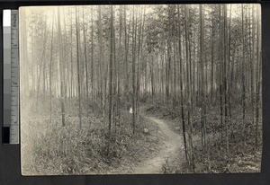 Bamboo forest, Ing Tai, Fujian, China, 1914