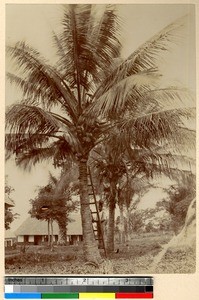 Harvesting coconuts, Ghana, ca.1885-1895