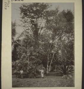 Sandalwood and Almond trees