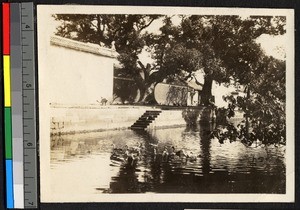 Camphor tree along a canal, Shaoxing, Zhejiang, China, ca.1930-1940