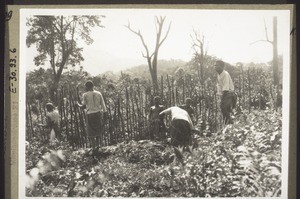 Anfertigen des Zaunes z. Miss.garten durch Schüler & junge Männer. 1928