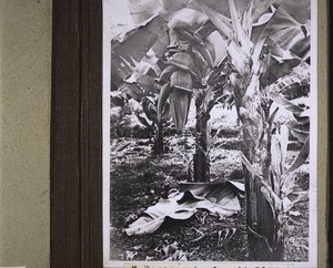 Banana tree with bloom