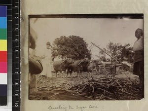 Water buffalo crushing sugar cane, Fujian Province, China, ca. 1888-1906