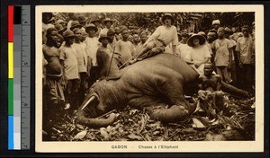 Man sitting atop a dead elephant, Gabon, ca.1920-1940