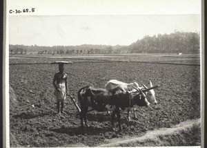 Hindu am Pflug. Indien