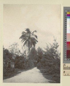 Road on Zanzibar, Tanzania, ca.1901