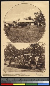 Livestock at the mission, Kwango, Congo, ca.1920-1940