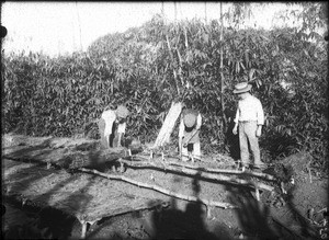 Tree seedlings, Lemana, Limpopo, South Africa, ca. 1906