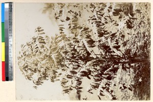 Blooming coffee tree, Ghana, ca.1885-1895