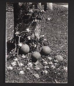 Canon Tree, flowers and fruit, Peradeniya Gardens