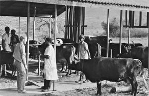 Landbrugsskolen ved Lutheran Junior Seminay, Morogoro, Tanzania, 1983. Til venstre ses: DMS-volontør Henrik Damgren