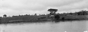 Plantation of the SAIO, in Samkita, Gabon