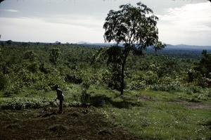 Work in the field, Belel, Adamaoua, Cameroon, 1953-1968
