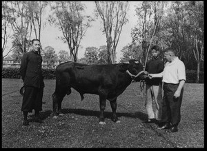 Three men and a bull, Chengdu, Sichuan, China, ca.1939