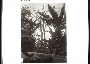 Dead giant trees in the Krobo farms