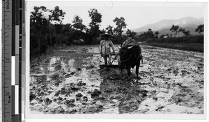 Man and ox plowing a field, Japan, ca. 1920-1940