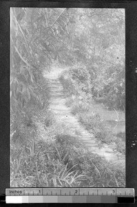 Path through a forest, Ing Tai, Fujian, China, ca. 1910