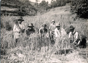 Harvesters in a ricefield, Madagascar