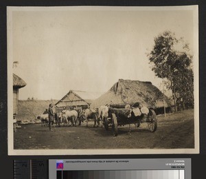 Cart carrying timber, Chogoria, Kenya, September 1926