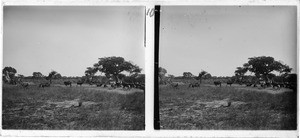 Cattle in the mokulo (lowlands), Lukona