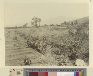 Landscape around Kikuyu, Kenya, ca.1901