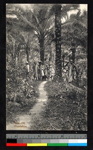 Men standing beneath palm trees on a palm-oil plantation, Ghana, ca.1920-1940