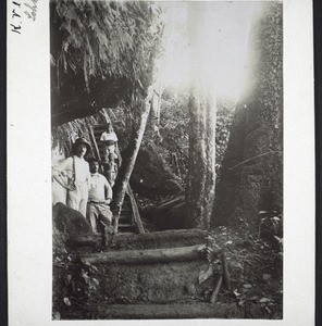 Johann Albrechtshöhe' (Johan Albrecht Mountain). Ladder from Lake Barombi up to the station