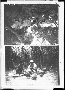 Swiss missionary and African woman/Cattle, Antioka, Mozambique