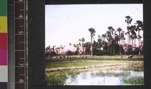 Work in the fields, Andhra Pradesh, India, s.d