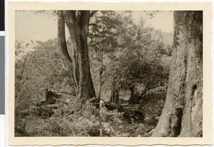 River bed in the Didessa Valley, Ethiopia, 1952