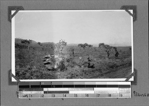 Plantation with workers, Rungwe, Tanzania, ca.1929-1930