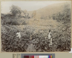 Coffee crops, Livingstonia, Malawi, ca.1903