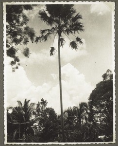 Areka palm