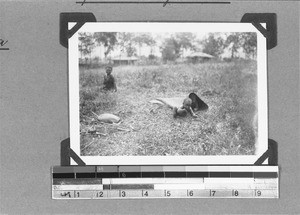 African children at play, Nyasa, Tanzania, 1929