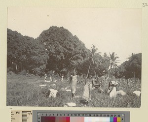 Laundry, Zanzibar, Tanzania, ca.1901
